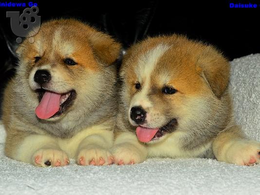 Akita Inu κουτάβια προς πώληση